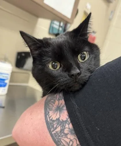 A senior medium-sized female Domestic Short Hair cat named Molly for adoption in Fishers, IN