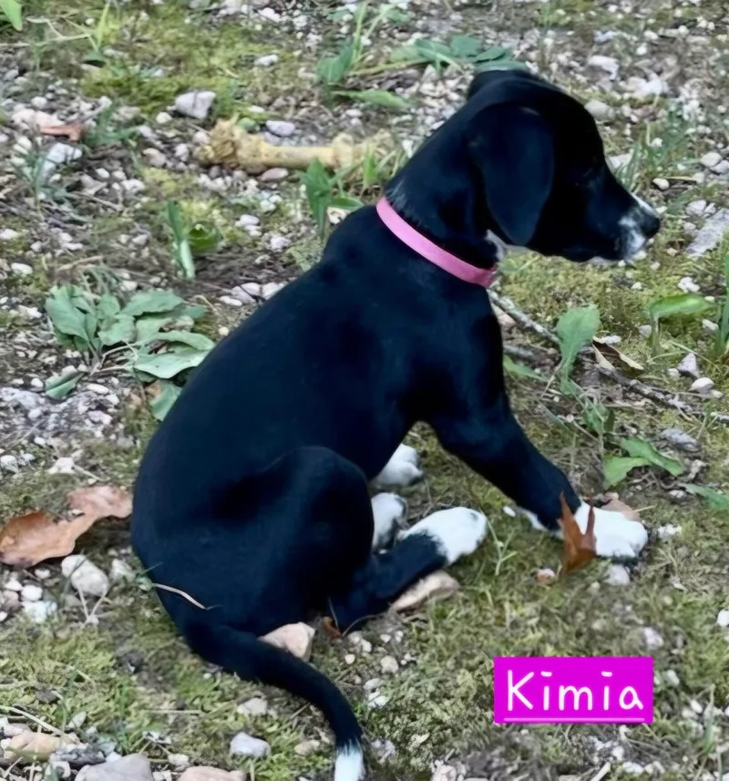 A baby medium-sized female Catahoula Leopard Dog dog named Kimia for adoption in Alexander, AR