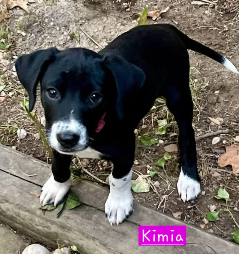 Kimia thumbnail 2