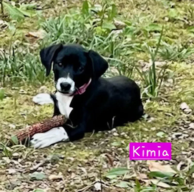 Kimia thumbnail 6