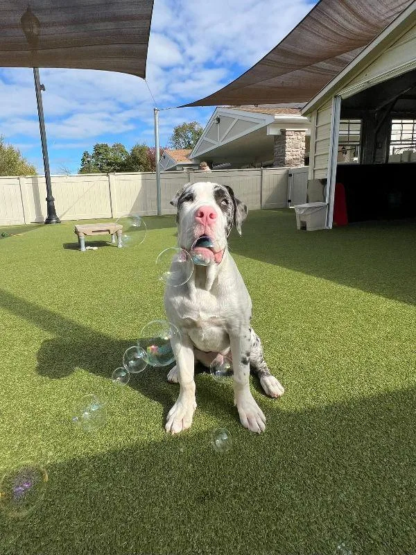 A young extra large-sized male Great Dane dog named Augie for adoption in Pine Beach, NJ