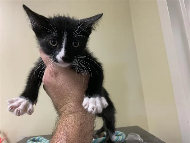 A baby medium-sized male Domestic Short Hair cat named Cosmos for adoption in Sacramento, CA