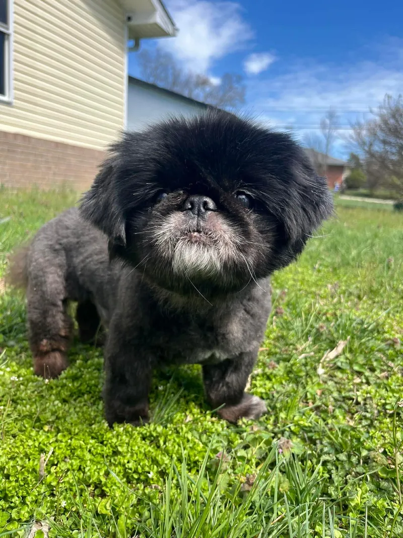 Soy Sauce thumbnail 3