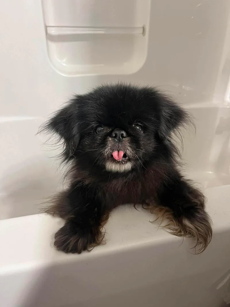 Soy Sauce thumbnail 4