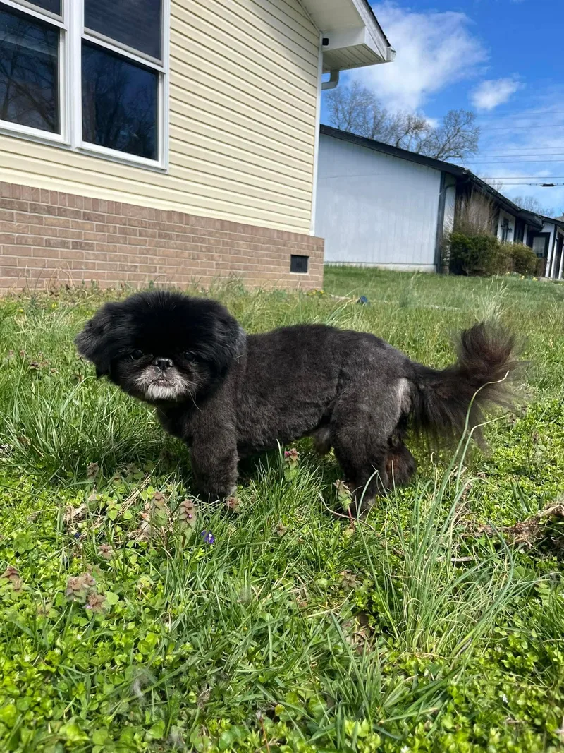 Soy Sauce thumbnail 5