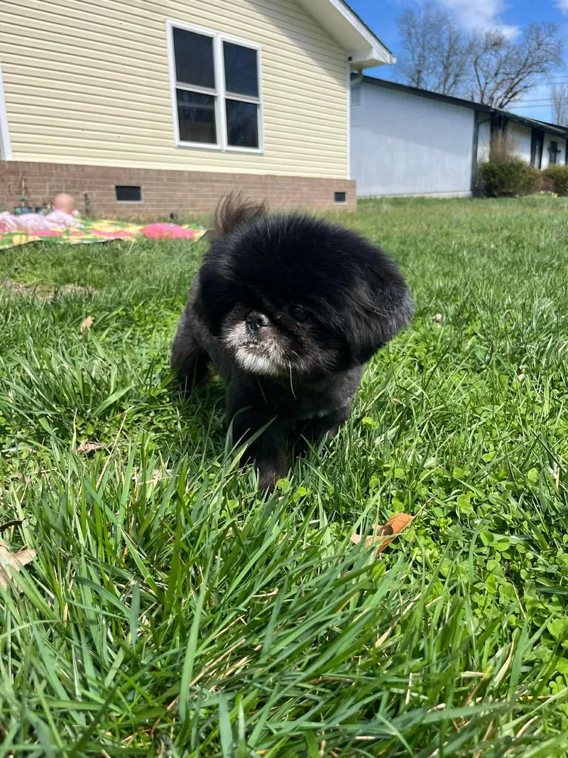 Soy Sauce thumbnail 6