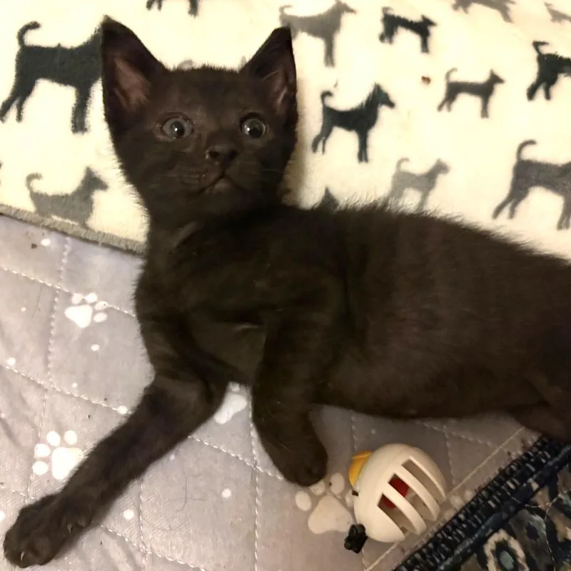 A baby small-sized male Black Domestic Short Hair cat named Totter for adoption in Lutz, FL