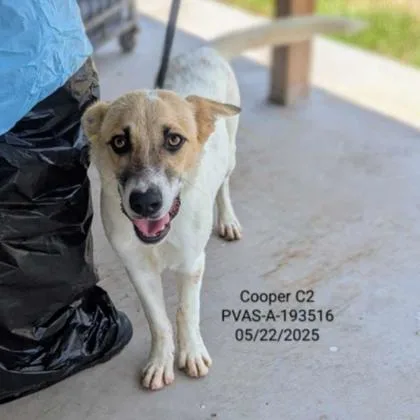 An adult medium-sized male Mixed Breed dog named Cooper for adoption in West Chester, PA