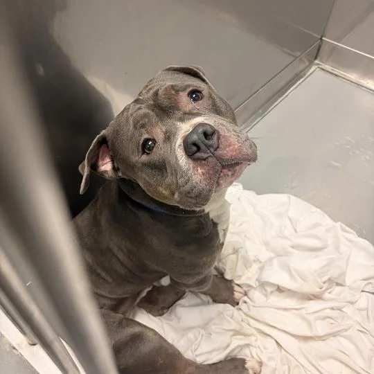 An adult medium-sized male Gray / Blue / Silver Mixed Breed dog named McDonald's Manager for adoption in Davenport, IA