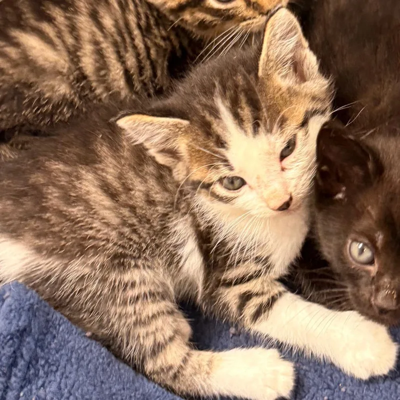 A baby small-sized male Brown / Chocolate Domestic Short Hair cat named Skink for adoption in Evansville, IN