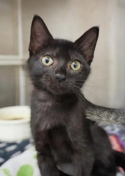 A young small-sized female Domestic Short Hair cat named Unagi for adoption in Aiken, SC