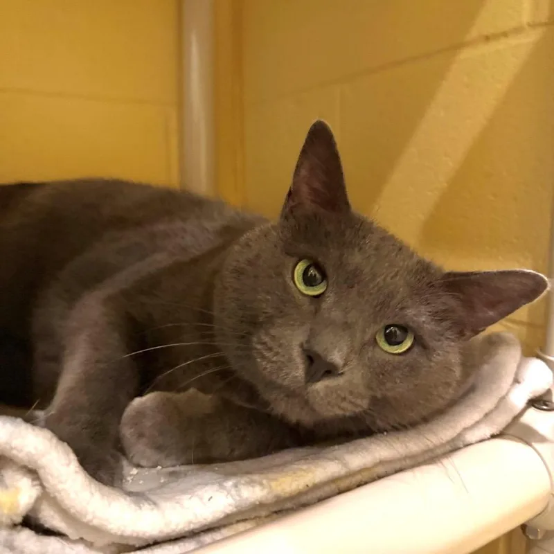 An adult medium-sized male Domestic Short Hair cat named Grayson for adoption in South Bend, IN