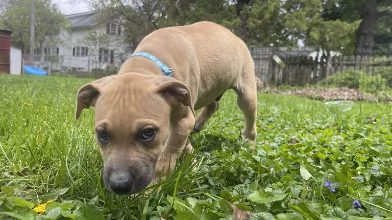 A baby large-sized male Apricot / Beige Black Mouth Cur dog named Theodore for adoption in Clinton, WI