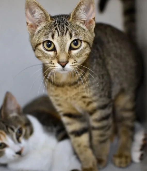 A young medium-sized female Tabby (Brown / Chocolate) Domestic Short Hair cat named Peg for adoption in Marietta, GA