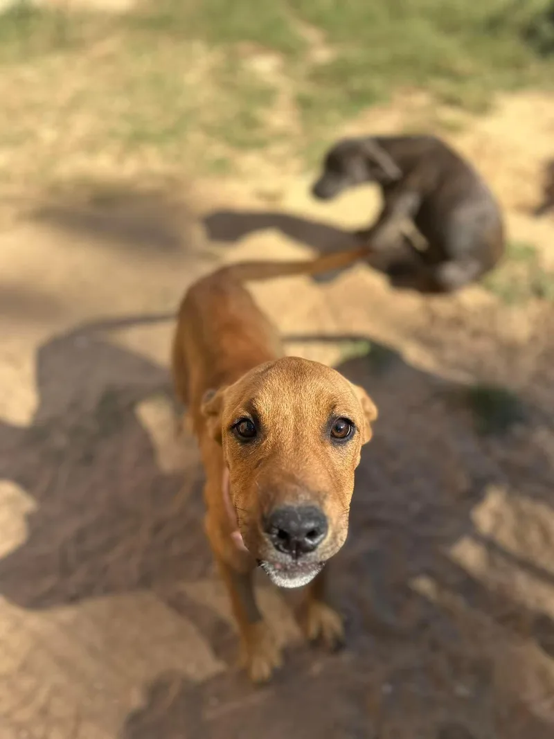 A baby medium-sized female Black Mouth Cur dog named Willow for adoption in Semmes, AL