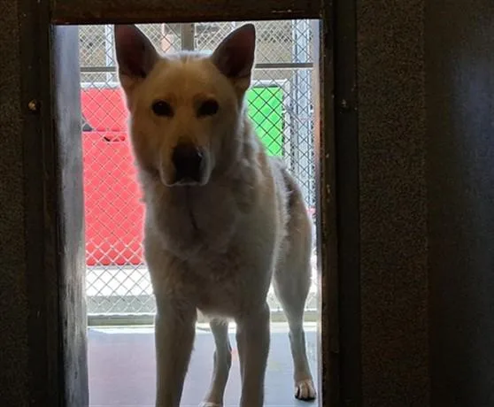 An adult extra large-sized male Siberian Husky dog named Max for adoption in Gardena, CA