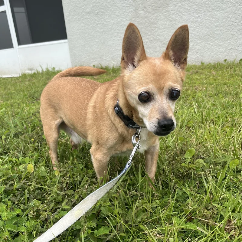 A senior small-sized male Chihuahua dog named Walter for adoption in Plant City, FL