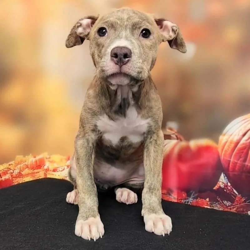 A baby medium-sized female Brindle Pit Bull Terrier dog named Lyla for adoption in Griswold, CT