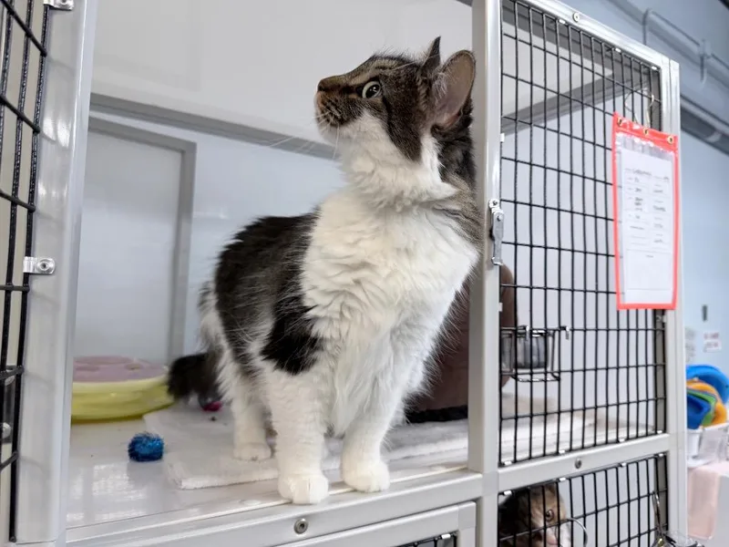 A young medium-sized female Domestic Medium Hair cat named Carbonaura for adoption in Raleigh, NC