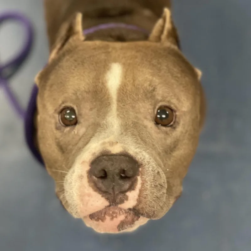 An adult medium-sized female Gray / Blue / Silver Pit Bull Terrier dog named Buttons for adoption in Los Angeles, CA