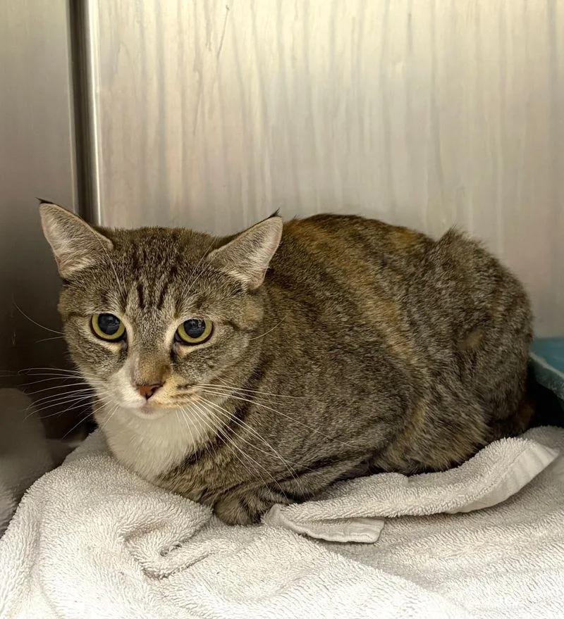 An adult medium-sized female Domestic Short Hair cat named Sunshine for adoption in Lake Havasu City, AZ