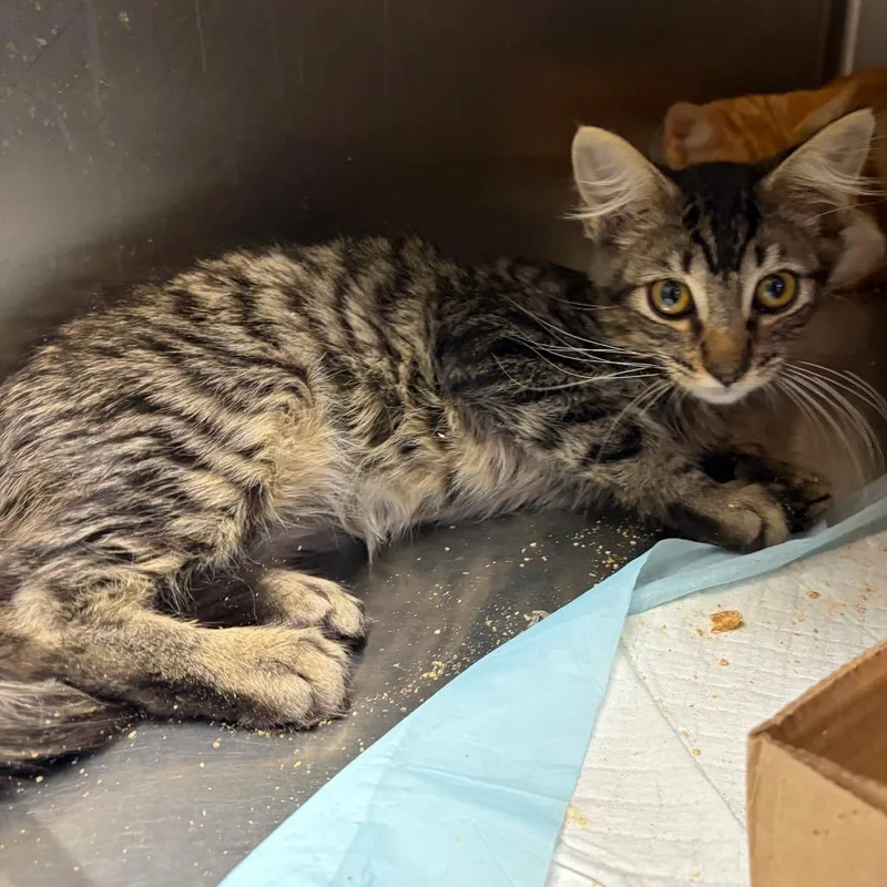A baby small-sized male Brown / Chocolate Domestic Short Hair cat named Sir StinksaLot for adoption in Westminster, CA