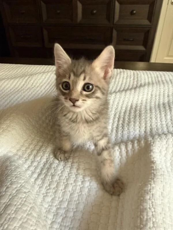 A baby small-sized male Gray / Blue / Silver Tabby cat named Colby Cheese Litter for adoption in Anthem, AZ