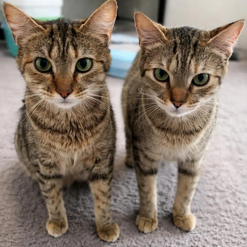 M&m & Lindale thumbnail 6