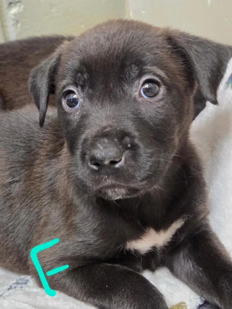 A baby small-sized female Mixed Breed dog named Opal for adoption in Crandon, WI
