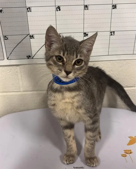 A baby small-sized male Domestic Short Hair cat named Maud for adoption in Upper Marlboro, MD