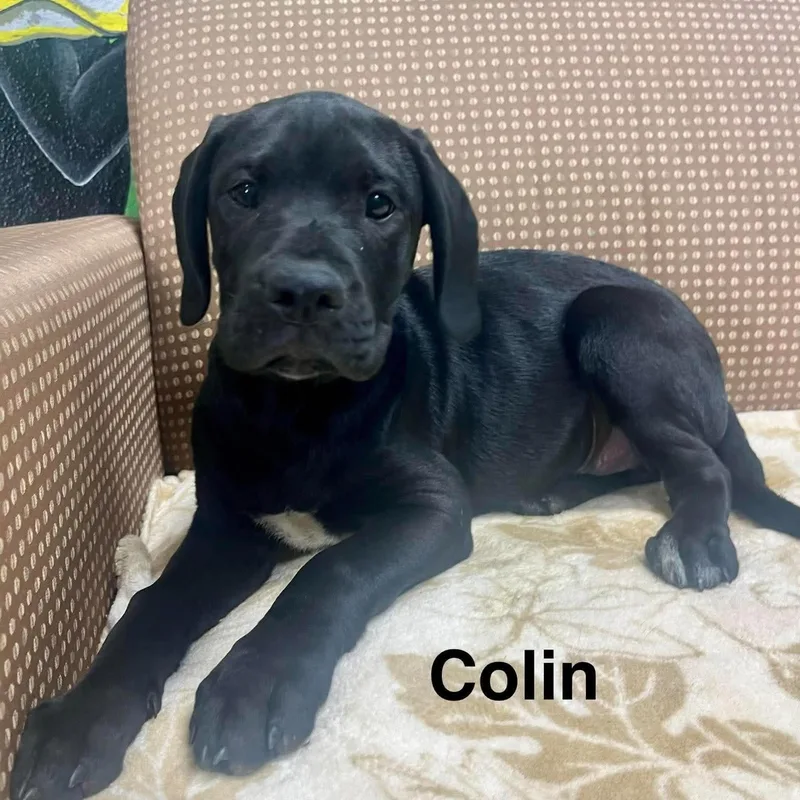 A baby medium-sized male Black Labrador Retriever dog named Colin for adoption in Blairstown, NJ