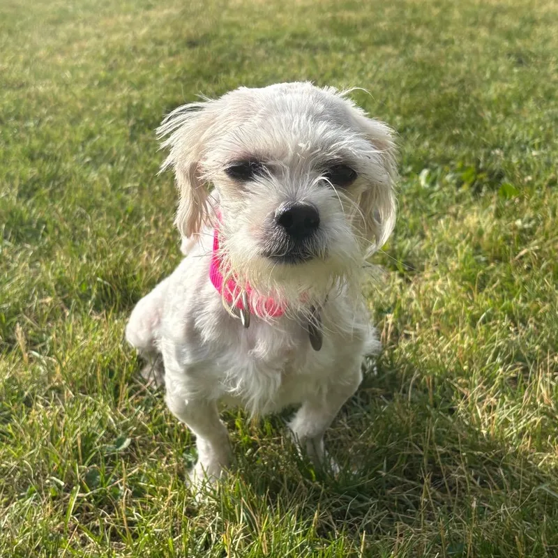 Shirley