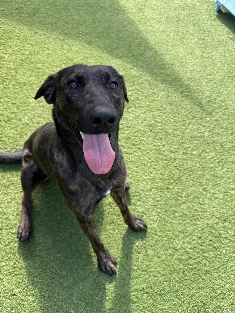 An adult medium-sized female Plott Hound dog named Sadie for adoption in Groton, CT