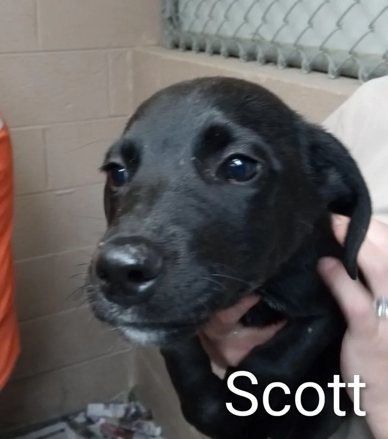 Scott