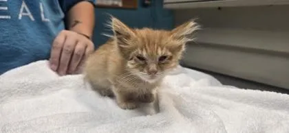 A baby small-sized female Domestic Medium Hair cat named Raven for adoption in Paducah, KY