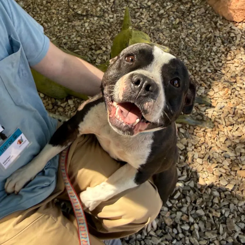 An adult medium-sized female Black Pit Bull Terrier dog named Tuesday for adoption in Albuquerque, NM