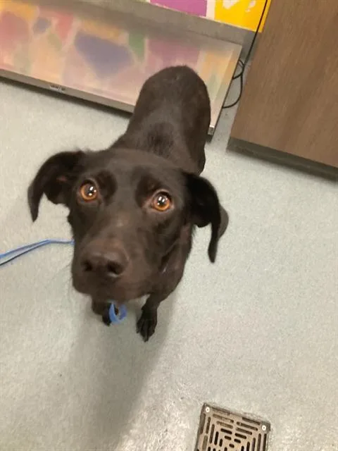A young medium-sized female Labrador Retriever dog named Honey for adoption in Baytown, TX