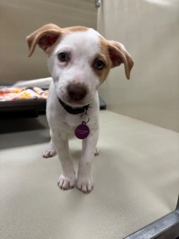 A baby medium-sized female White / Cream Cattle Dog dog named Knickers for adoption in Fort Collins, CO