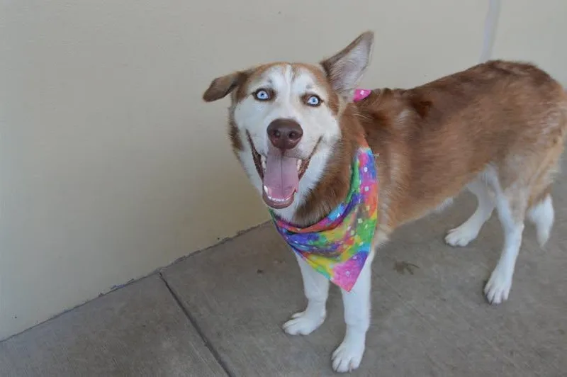 A young large-sized male Husky dog named Blackberry for adoption in McKinney, TX