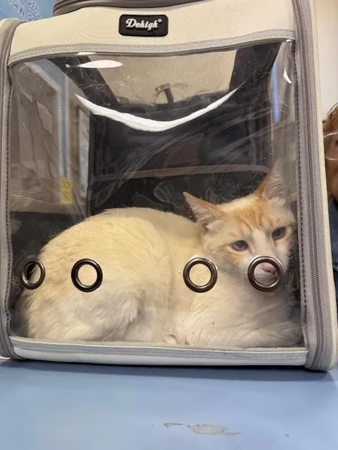 An adult small-sized male Domestic Short Hair cat named Franky Blanco for adoption in Burbank, CA
