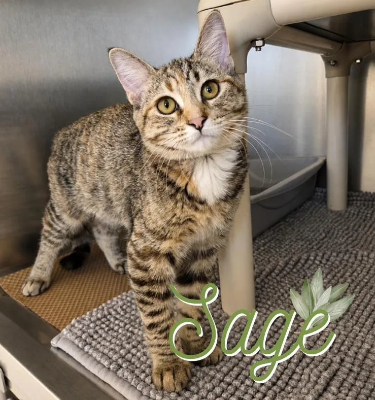 A baby medium-sized female Tabby (Brown / Chocolate) Domestic Short Hair cat named Sage for adoption in Nevada, IA