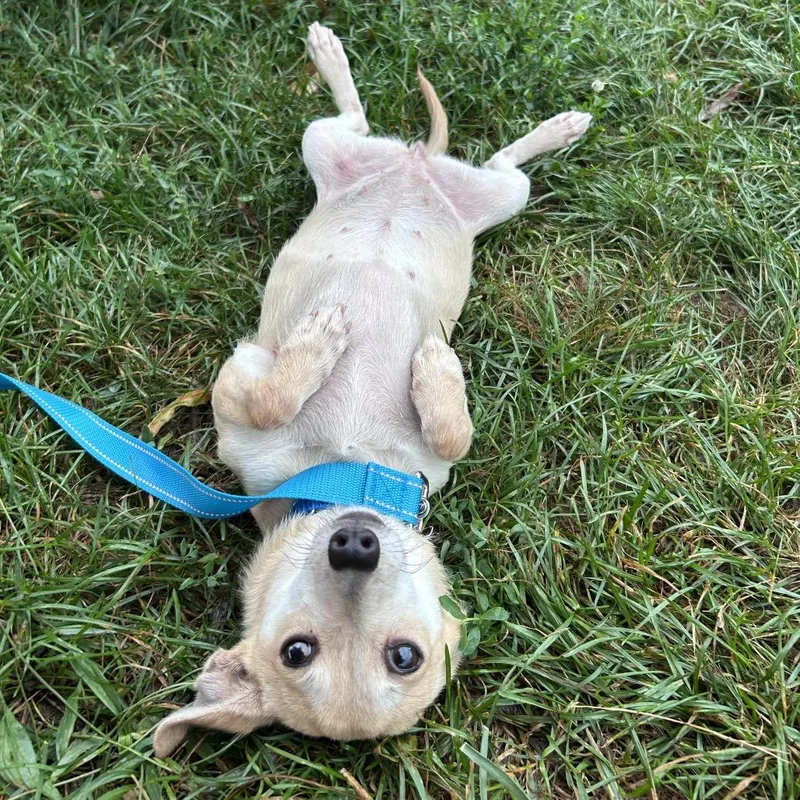 A senior small-sized female Yellow / Tan / Blond / Fawn Mixed Breed dog named Rose for adoption in Fredericksburg, VA