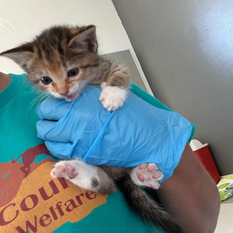 A young medium-sized female Calico American Shorthair cat named Loli for adoption in Torrey, UT