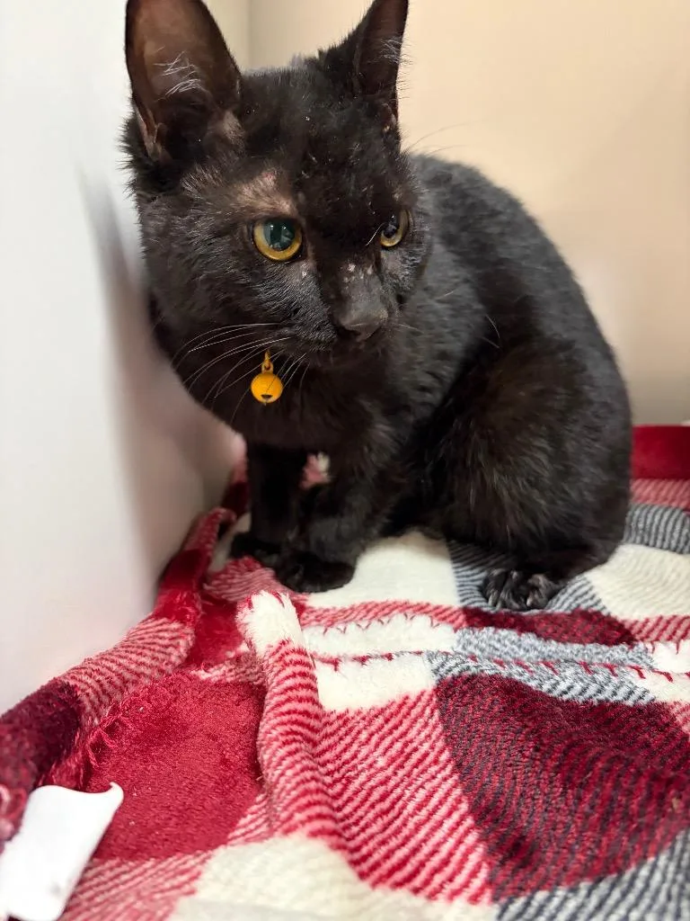 An adult medium-sized male Domestic Short Hair cat named Piper for adoption in Huntington, IN