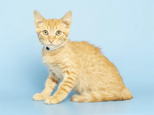 A baby small-sized male Domestic Short Hair cat named Colonel for adoption in Phoenix, AZ