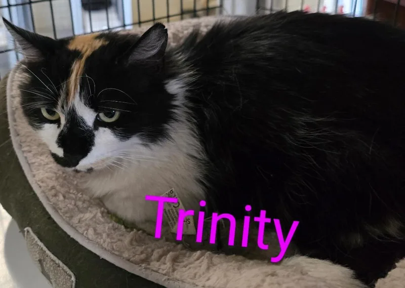 An adult medium-sized female Calico cat named Trinity for adoption in Las Cruces, NM