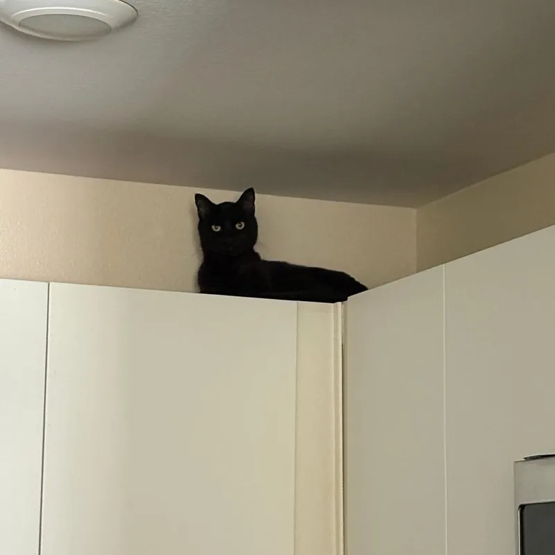 Shadow