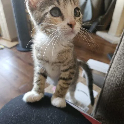 A baby small-sized female Torbie Domestic Short Hair cat named Persimmon for adoption in Canal Winchester, OH