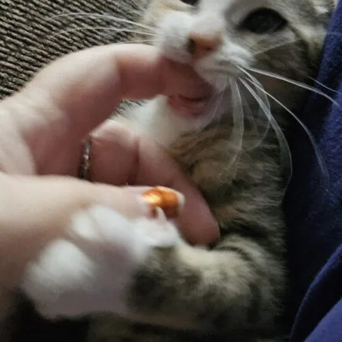 Persimmon thumbnail 2