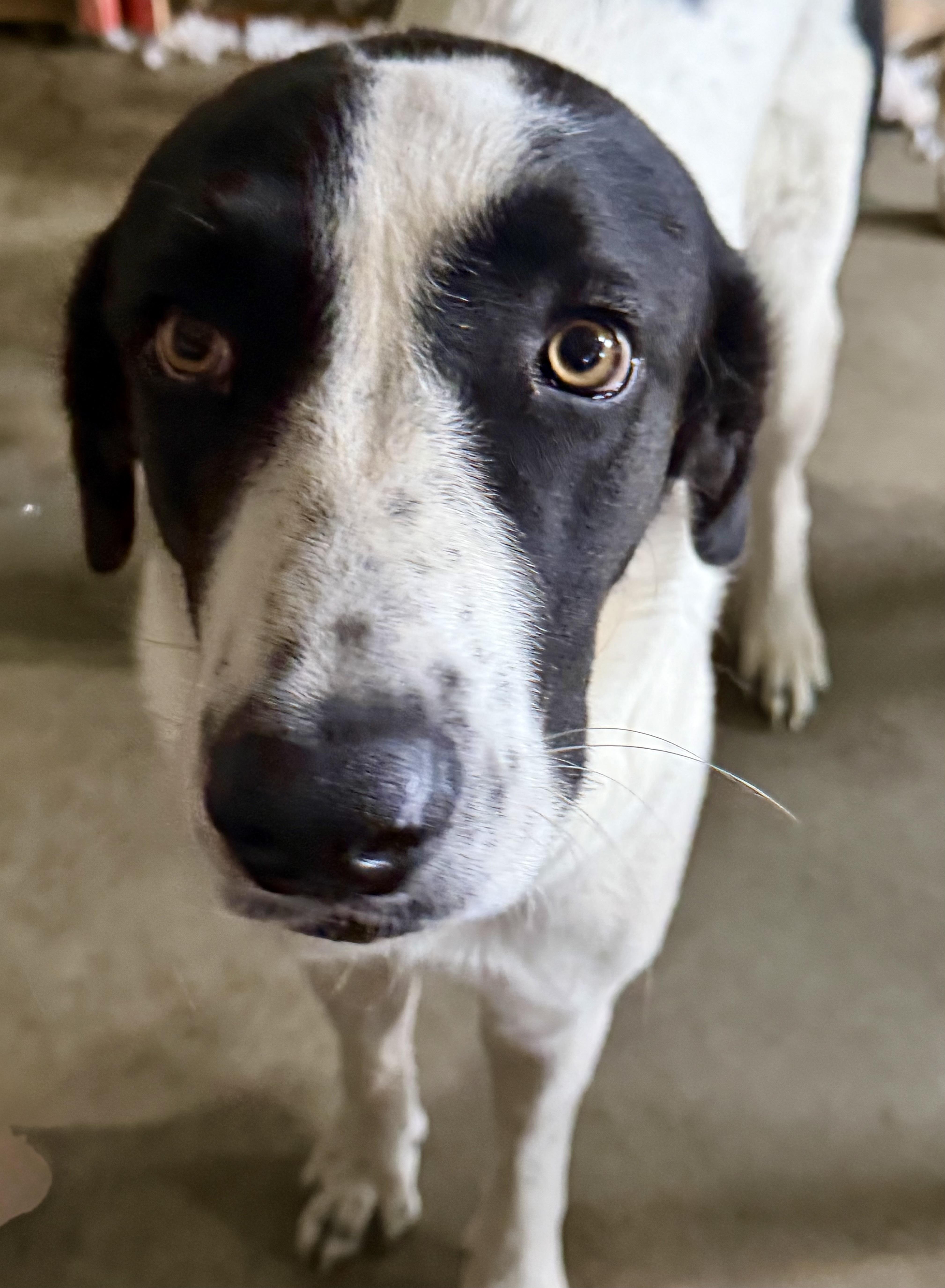 A young large-sized female Great Dane dog named Dolly for adoption in YALE, SD